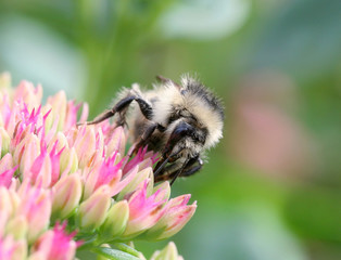 small striped bee sitting on pink flowers and collects nectar