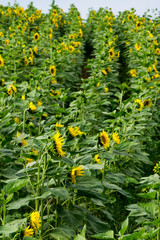 Sunflowers Planted in Rows in a Field