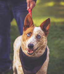  a cute red cattle dog with blue eyes in the grass at a park 