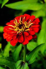 Zinnias Blooming in the Garden