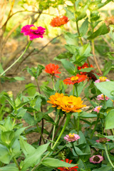 Zinnias Blooming in the Garden