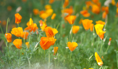 Eschscholzia flowers plantation. Yellow poppy. Macro photo