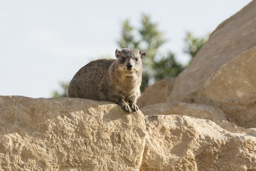 mountain rabbit on stone