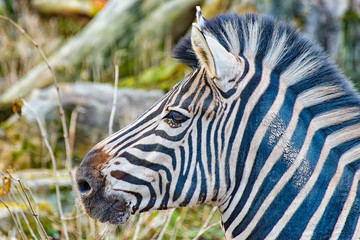 The head of an adult Zebra in his enclosure I
