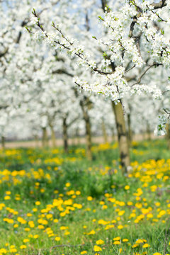 Spring tree orchard branch in white blossom flower