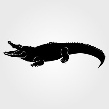 Crocodile icon on white background