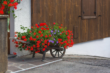 Flower bed in the garden cart, Cortina d'Ampezzo, Italy