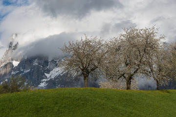 Spring in the valley of Grindelwald, Switzerland