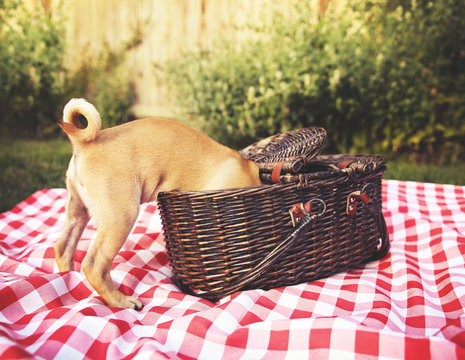 a cute baby pug chihuahua mix puppy looking into a wicker picnic basket and licking her face during summer maybe on the 4th of july holiday toned with a retro vintage instagram filter app or action