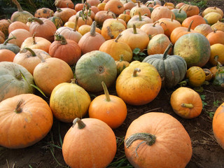 Diverse assortment of pumpkins