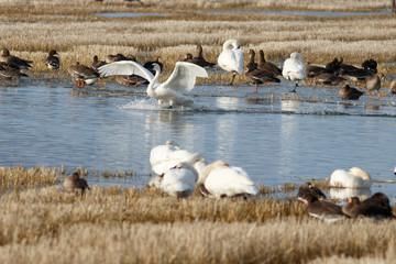 Tundra swan landing on water