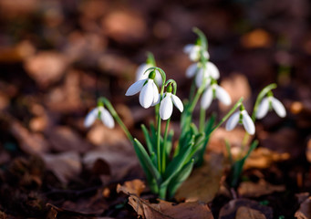 Spring snowdrop flowers blooming in sunny day