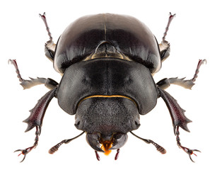 Stag beetle Lucanus cervus female isolated on white background, front view of beetle.