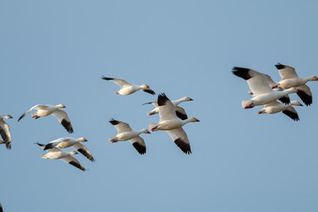 Snow geese migration