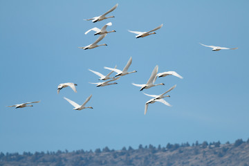 Tundra swan migration