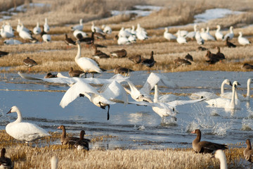 Fototapeta na wymiar Tundra swans taking off from water