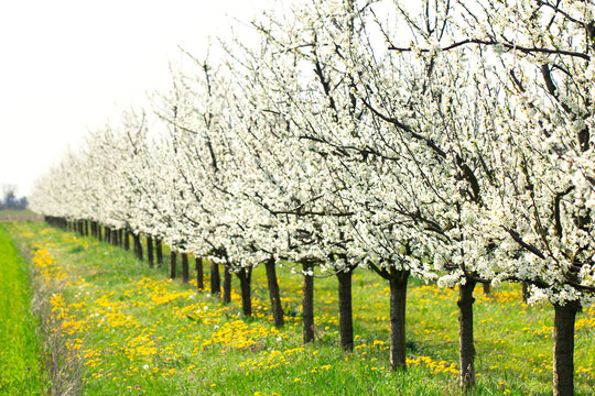 White spring blossom plum tree orchard and green meadow