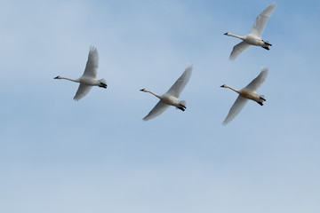 Tundra swan migration