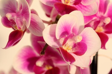 Bunte Blüte der Orchideen