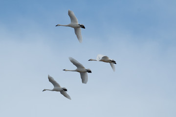 Tundra swan migration