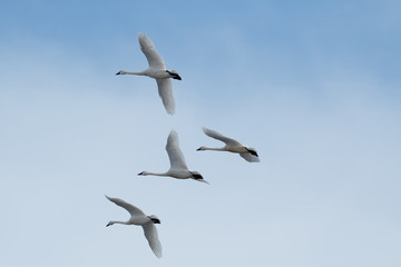 Tundra swan migration