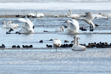 Tundra swans landing on water