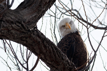 Bald eagle sitting on a branch