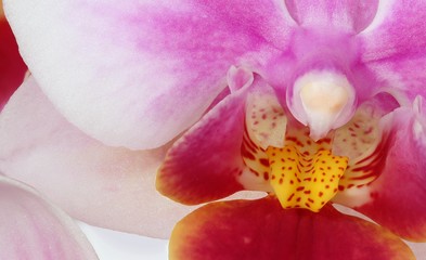 Traum der Orchideenblüte