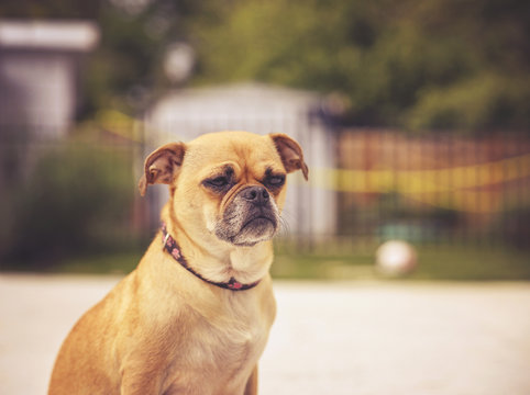 a cute chihuahua pug - chug - looking off in the distance in a b