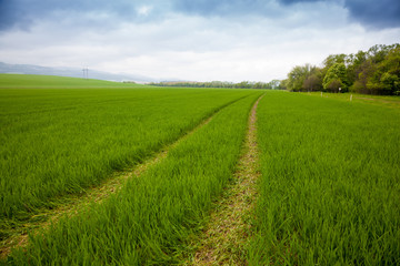 Fototapeta na wymiar Agricultural rural background. Panoramic view to spring landscape with a field of green winter wheat seedlings