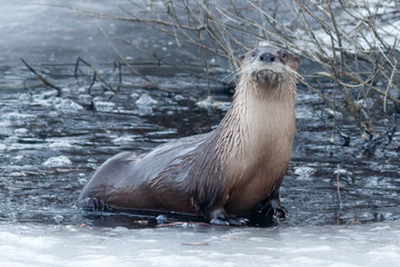 River otter sitting on the ice