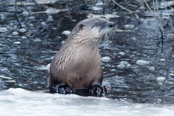 River otter swimming near the ice