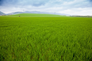 Agricultural rural background. Panoramic view to spring landscape with a field of green winter wheat seedlings