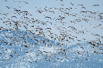 Snow geese migration