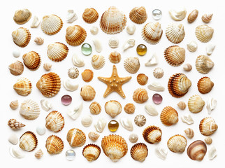 pattern of exotic seashells. Isolated on white