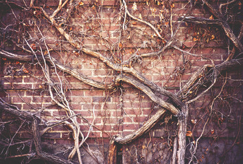 vines growing on an old brick wall toned with a retro vintage in