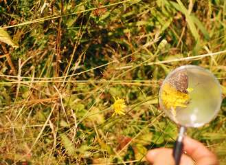 Butterfly in a field of grass and flowers under a magnifying glass