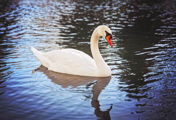 Mute swan, Cygnus olor, single bird swimming in a lake of pond t