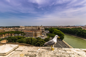 May 28, 2016: A seagull in the walls of the castle of Sant'Angelo