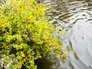 Forsythia plant growing near water in Chinese garden