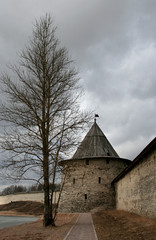 Fototapeta premium The tree and the Flat Tower of Pskov Kremlin, Pskov, Russia.
