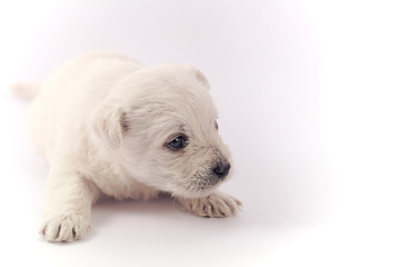 Little puppy over white