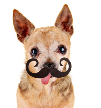  a cute chihuahua with a photo booth mustache prop mustache