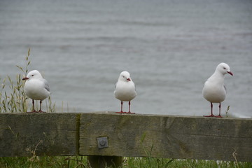 3 Möwen nebeneinander