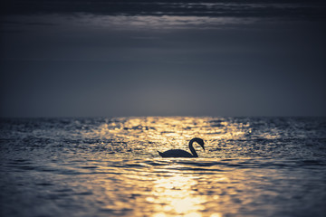 Fototapeta premium White swan in the sea with blue dark background on the sunrise.