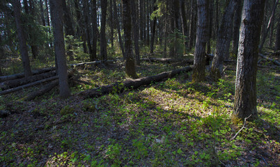 Fototapeta premium Morning light in a forest