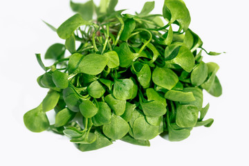 Winterpostelein - Gewöhnliches Tellerkraut