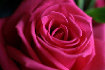 beautiful rose