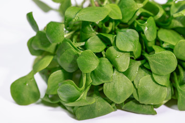 Winterpostelein - Gewöhnliches Tellerkraut