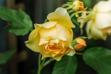 Yellow rose on the Bush in garden in summer.